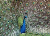 <img200*0:stuff/z/65185/[The%2520Mad%2520Hatter]%2527s%2520Photography/peacock.jpg>